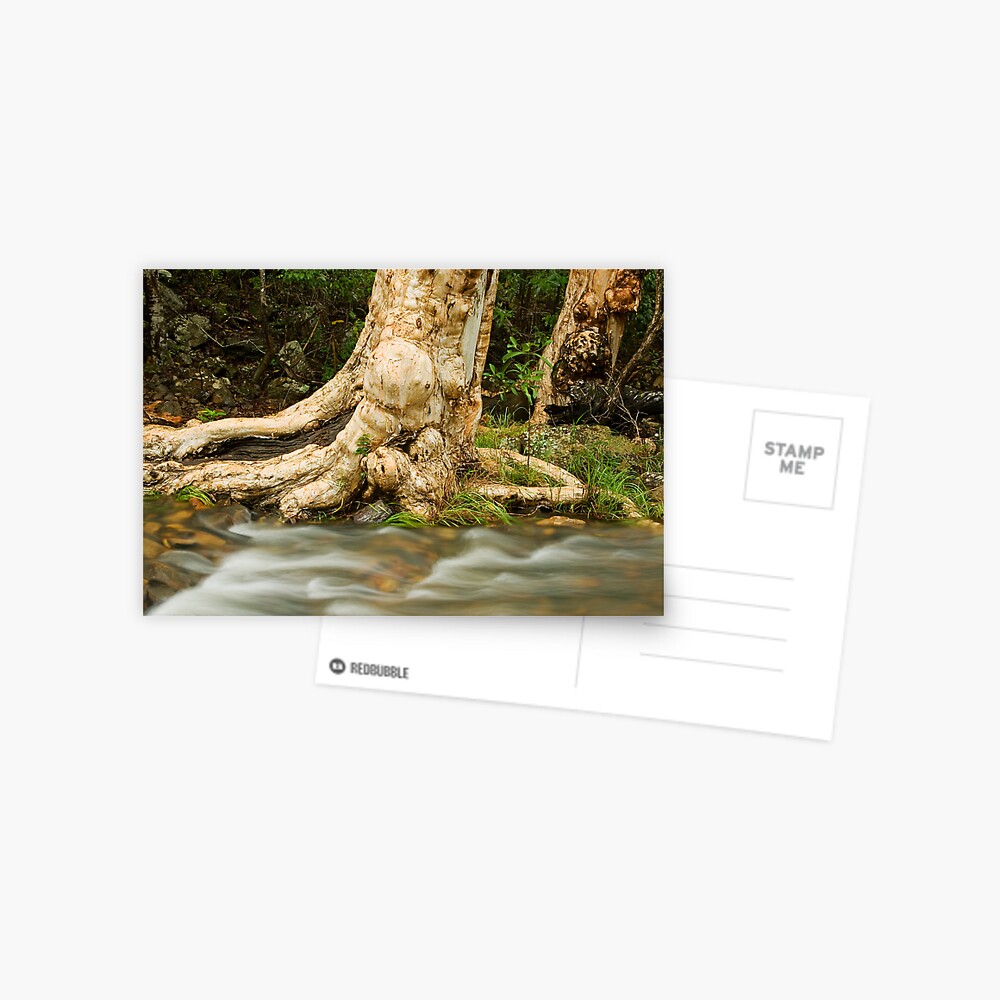 The River Gum Postcard