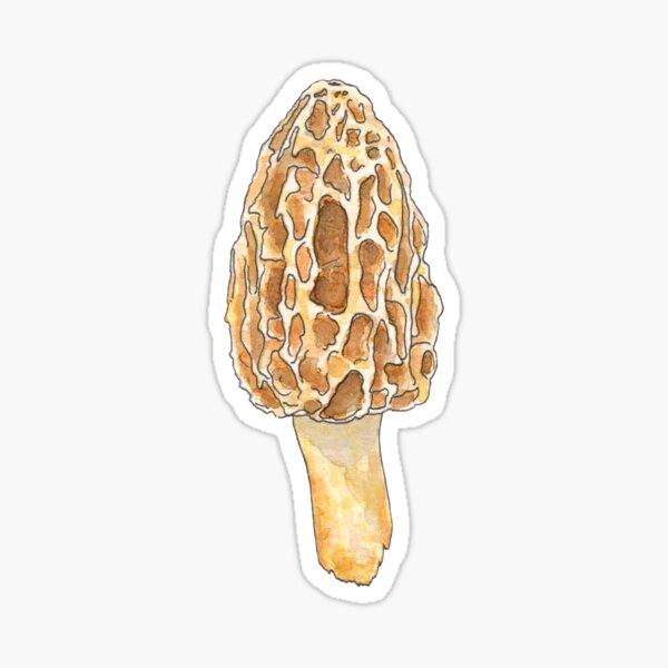 Morel Mushroom Sticker
