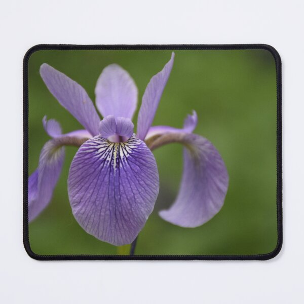 Item preview, An iris flower in the garden designed and sold by Claude Laprise.