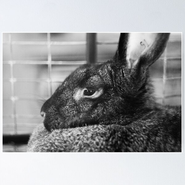 Item preview, Rabbit's Eye Ulster County Fair Black and White Photo designed and sold by brycecphotos.