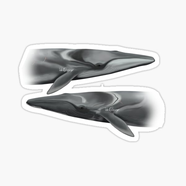 Item preview, Yin yang whales  designed and sold by Ida Eriksson.