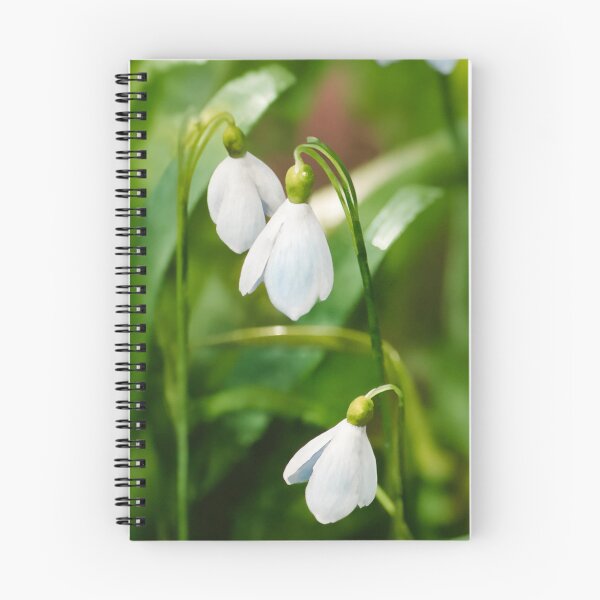 Item preview, Spring galanthus snowdrop flowers watercolor painting  designed and sold by Kate1art.