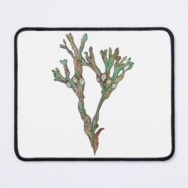 Item preview, Bladderwrack seaweed designed and sold by Genev13ve.