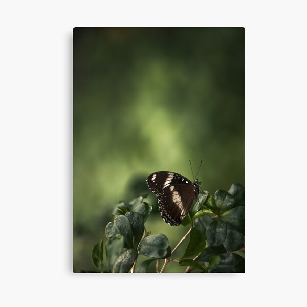 Muted Canvas Print