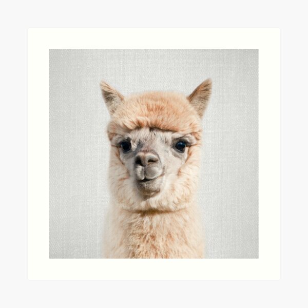 Alpaca - Colorful Art Print