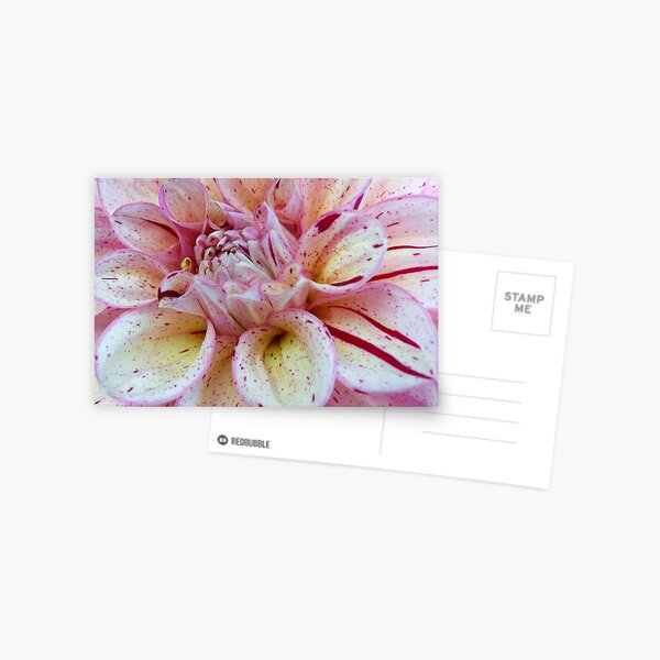 Dahlia Postcard