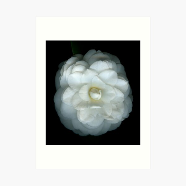 Camellia Art Print