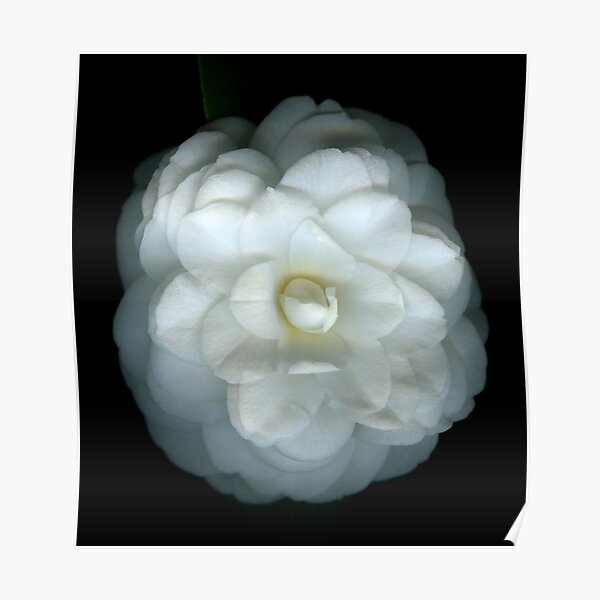 Camellia Poster
