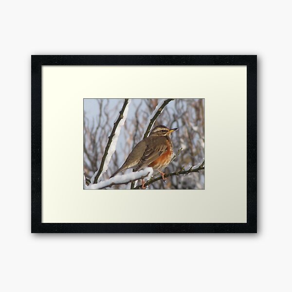 Item preview, Hungry Redwing designed and sold by jacqi.
