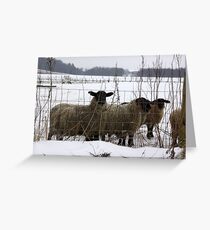 Curious Greeting Card