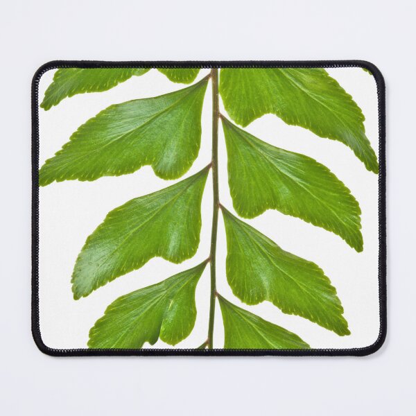 Item preview, Fern Leaf designed and sold by assaf.