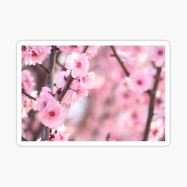 Pinke Blumen Sticker