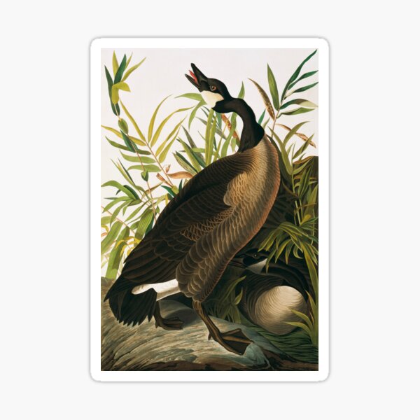 Item preview, Canada goose, artwork (C011/2639) designed and sold by SciencePhoto.