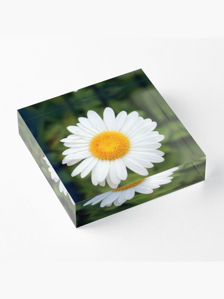 Alternate view of One White Daisy Acrylic Block