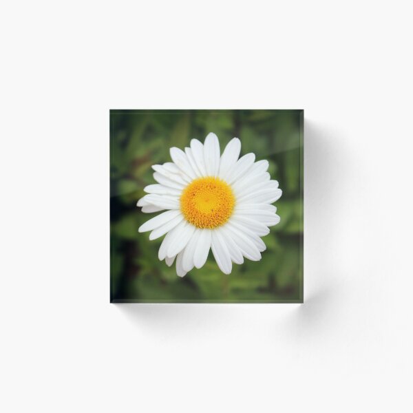 One White Daisy Acrylic Block