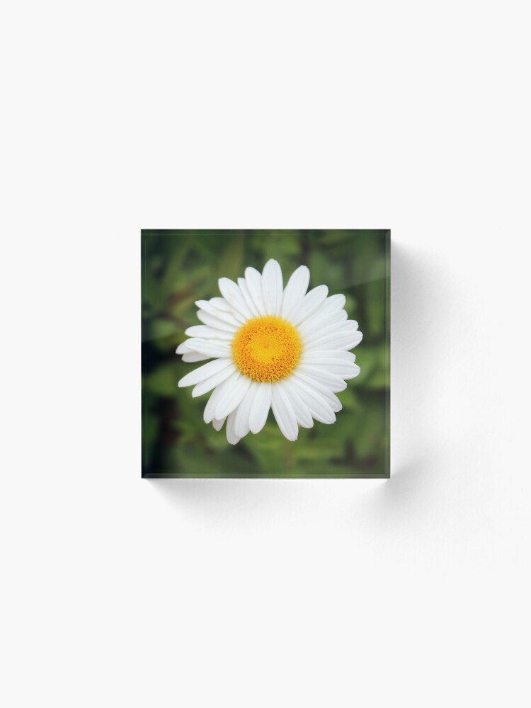 Alternate view of One White Daisy Acrylic Block