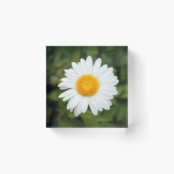 One White Daisy Acrylic Block