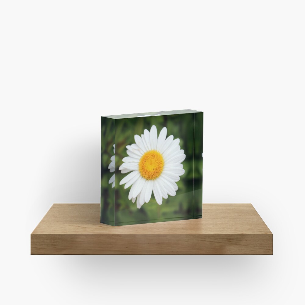 One White Daisy Acrylic Block