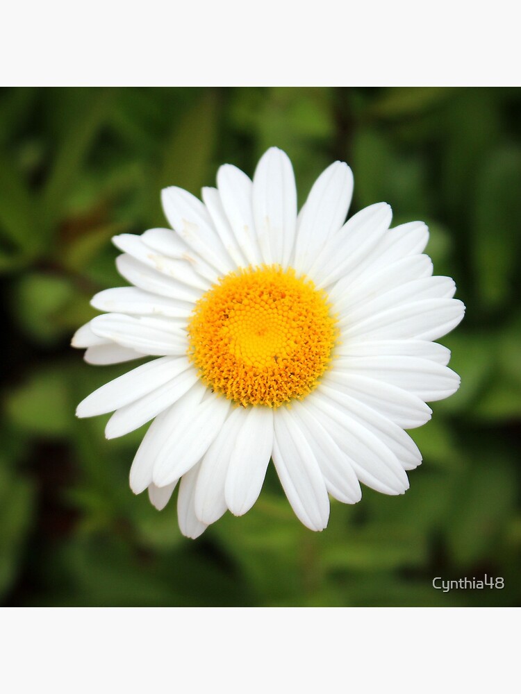 One White Daisy by Cynthia48