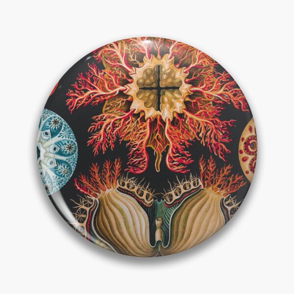 Artikelvorschau, Ernst Haeckel | Ascidiae–Seescheiden aus Kunstformen der Natur (1904) entworfen und verkauft von BossyCatHome.