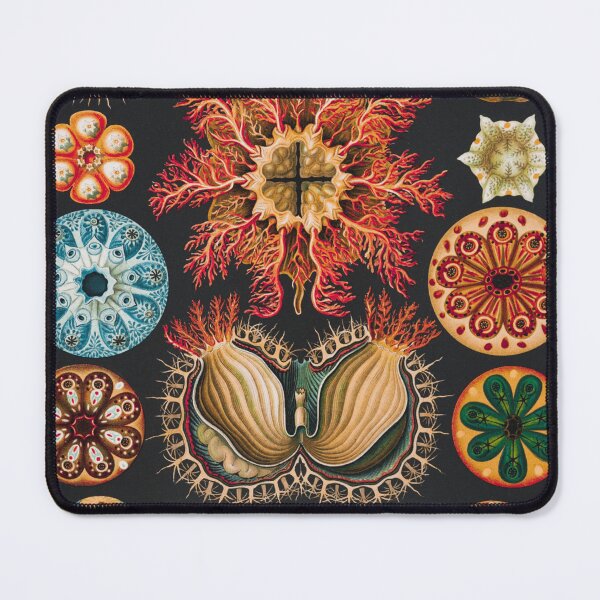 Item preview, Ernst Haeckel | Ascidiae–Seescheiden from Kunstformen der Natur (1904) designed and sold by BossyCatHome.