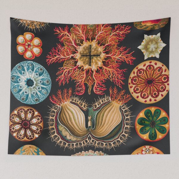 Artikelvorschau, Ernst Haeckel | Ascidiae–Seescheiden aus Kunstformen der Natur (1904) entworfen und verkauft von BossyCatHome.