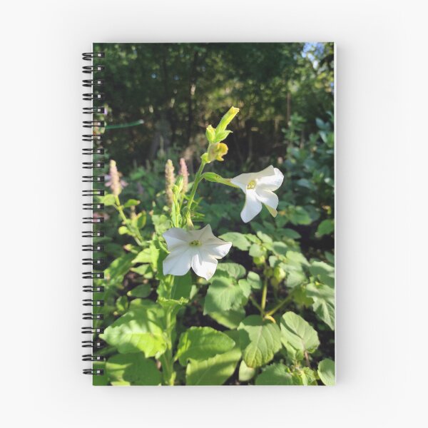 Item preview, Ornamental tobacco in the garden designed and sold by Gourmetkater.