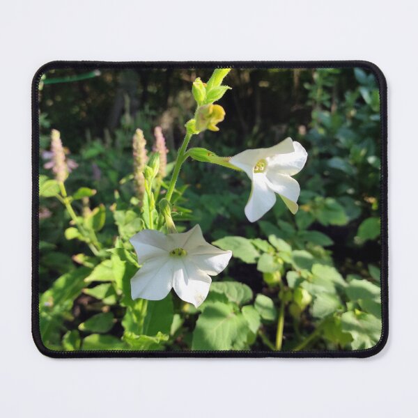 Item preview, Ornamental tobacco in the garden designed and sold by Gourmetkater.
