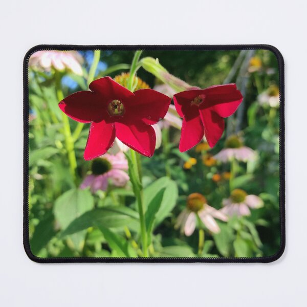Item preview, Ornamental tobacco with red flowers designed and sold by Gourmetkater.