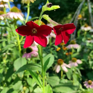 Vorschaubild zum Design Ziertabak mit roten Blüten von Gourmetkater