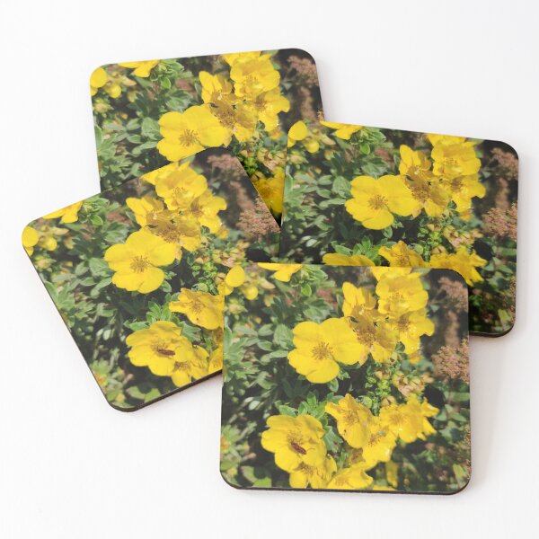 Item preview, Cute yellow Shrubby Cinquefoil blooms designed and sold by tshuki.