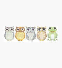 Owls Dog Cat Frog Photographic Print