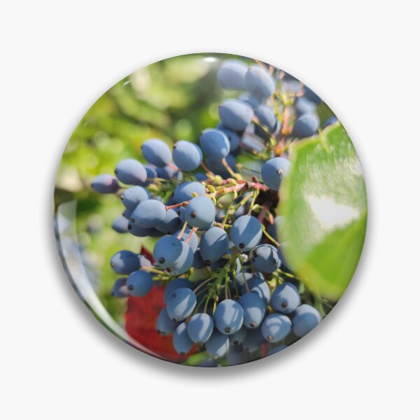 Item preview, Oregon grape berries designed and sold by tshuki.