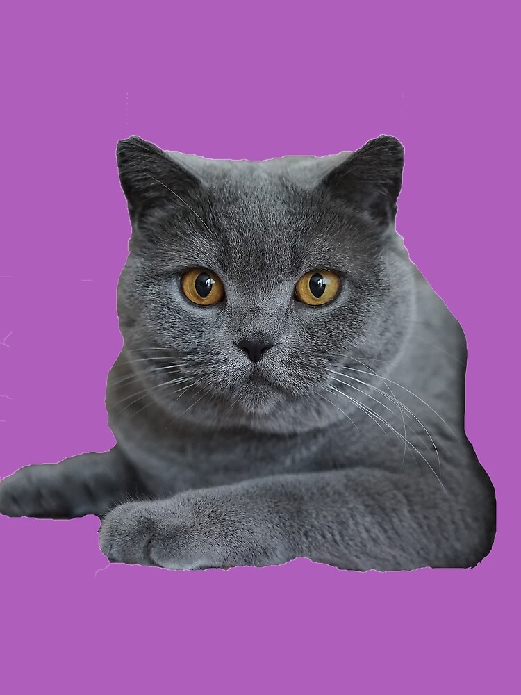 wellmar british shorthair cats