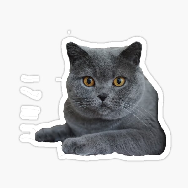  British  Shorthair  Stickers  Redbubble