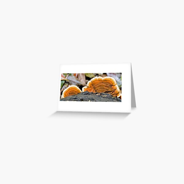 Fungi, Lamington National Park, Queensland, Australia Greeting Card