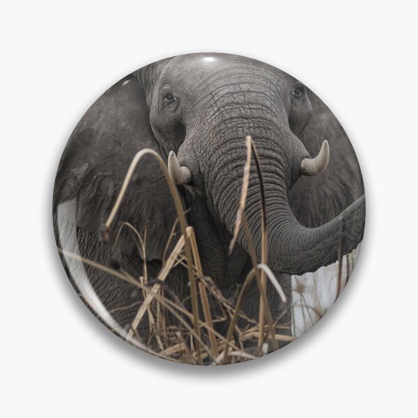 Item preview, Elephant Along the Okavango River designed and sold by Belinda Greb Photography.