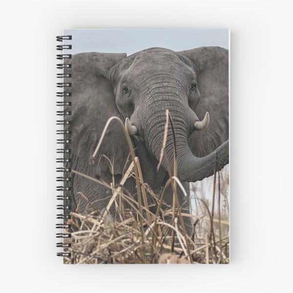 Item preview, Elephant Along the Okavango River designed and sold by Belinda Greb Photography.