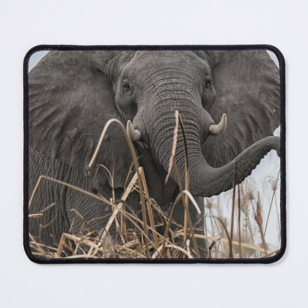 Item preview, Elephant Along the Okavango River designed and sold by Belinda Greb Photography.