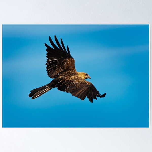 Item preview, Whistling Kite revisited designed and sold by Chris  Randall.