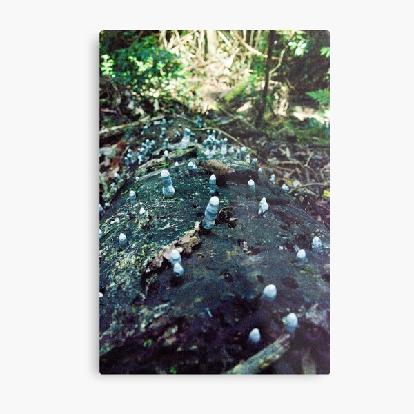 Dead Man's Fingers Fungi, Lamington National Park, Qld, Australia Metal Print