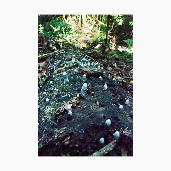 Dead Man's Fingers Fungi, Lamington National Park, Qld, Australia Photographic Print