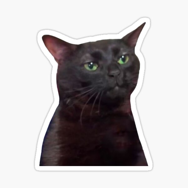 Zoned Out Cat, Black cat zoned out, Zoned Out Cat meme Sticker