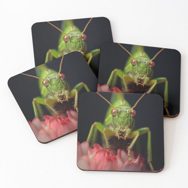 Item preview, Calabrian Speckled Bush Cricket designed and sold by DigitizedArt.