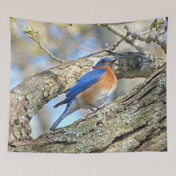 Item preview, Bluebird designed and sold by Frankie Cat Photography.