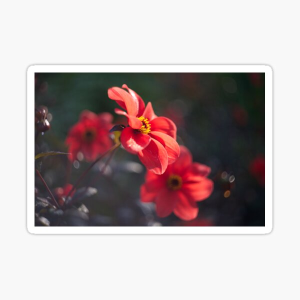Item preview, Morning Dahlias designed and sold by Alisonchambers2.