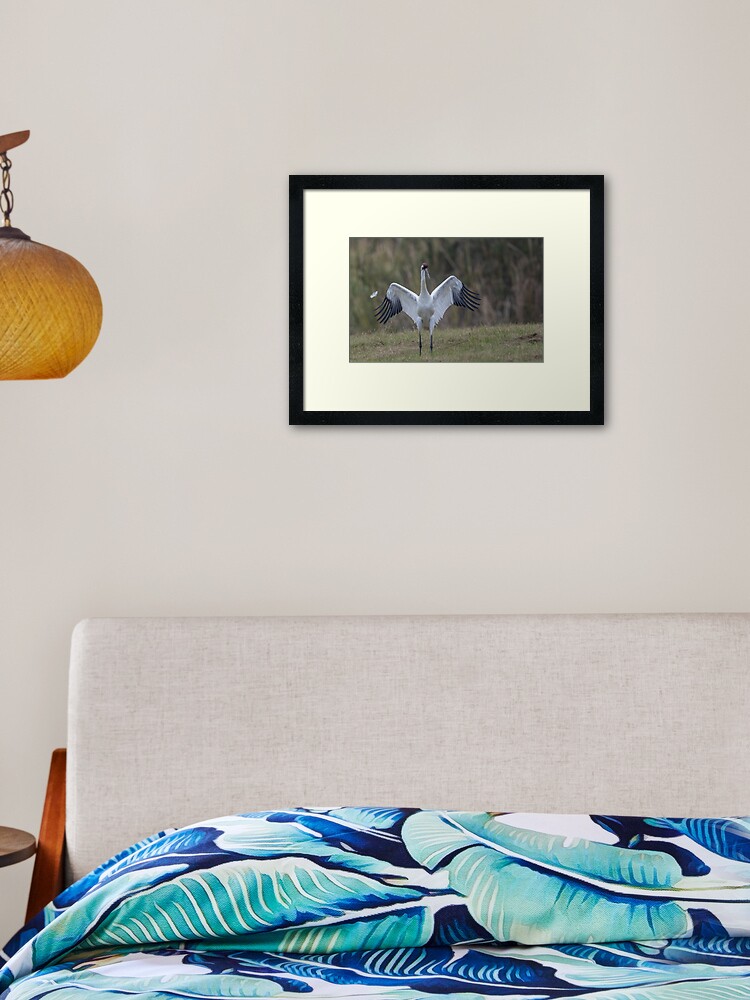 Thumbnail 1 of 7, Framed Art Print, Whooping crane feather designed and sold by Puttaswamy Ravishankar.