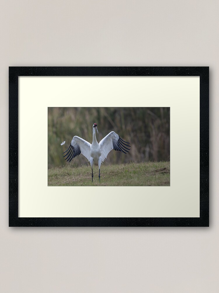 Thumbnail 2 of 7, Framed Art Print, Whooping crane feather designed and sold by Puttaswamy Ravishankar.