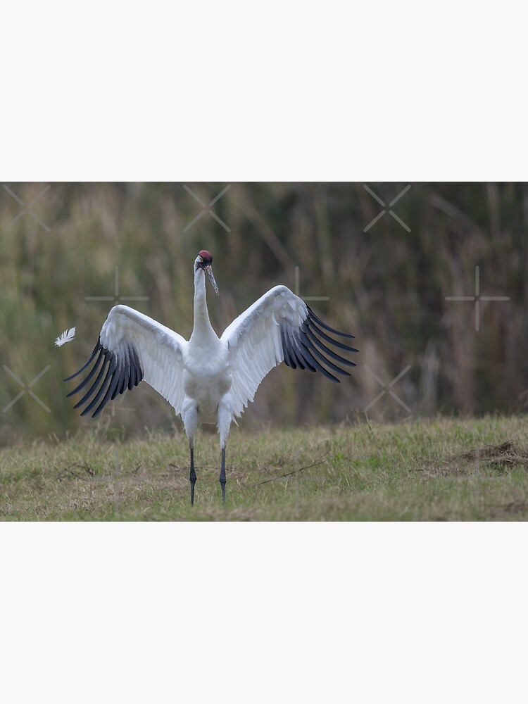 Thumbnail 7 of 7, Framed Art Print, Whooping crane feather designed and sold by Puttaswamy Ravishankar.