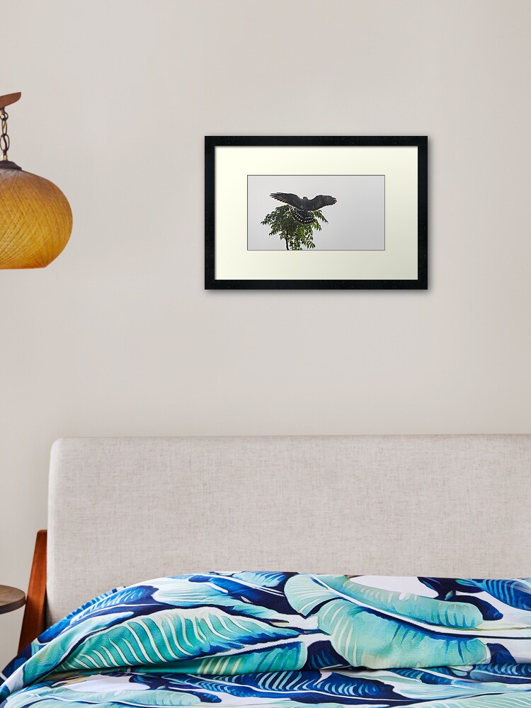 Thumbnail 1 of 7, Framed Art Print, Juvenile Mississippi kite testing its wings designed and sold by Puttaswamy Ravishankar.